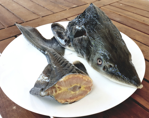 Суповой набор от крупных осетров (голова+хвост)