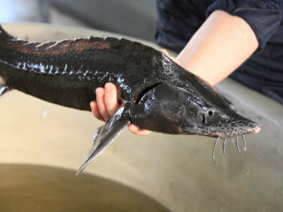 Рыба свежая