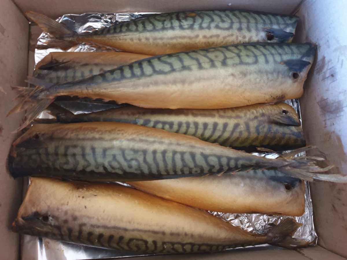 Mackerel